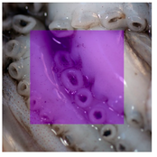 SPZL KIDS #2 - The Remixes