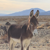 The Spine Stealers: Wisco