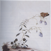 I. The Suicide Tree / II. A Rose From the Dead