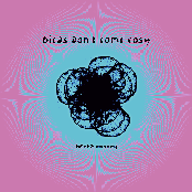 birds dont come easy