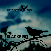 Blackbird