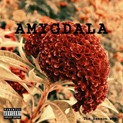 Domani: Amygdala