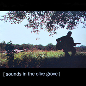 [ sounds in the olive grove ]