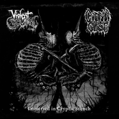 Immersed in Cryptic Stench