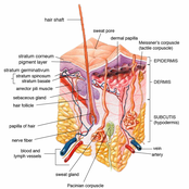 Subcutaneous