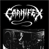 carnifex(fin)