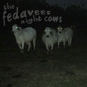 Night Cows