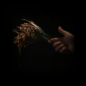 Cryptodira: Hyperwealth