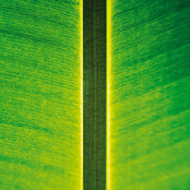 One Instrument Sessions