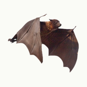 14 tracks: Crepuscular Electronica