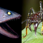 Deadly Chronicles: Assaults From The Land And The Sea, Vol. 2