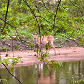 In Between Tuesday and Thursday (WNSDA Volume I)