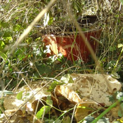 Plastic Rust