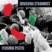 Yersinia Pestis