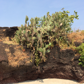 Учаcтники паблика пост-бард поют песни Yahwe