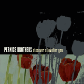 Pernice Brothers: Discover a Lovelier You