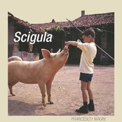 Scigula