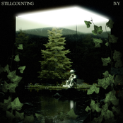 Still Counting – Ivy