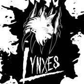 lynxes