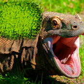 REPTILES VS AMPHIBIANS