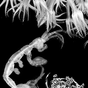 Throat Fungus & Crustacea Zoëa Larvae