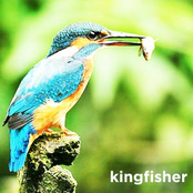 the kingfisher