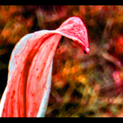Autumn Konstrukt
