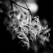 READING EYES AND FACIAL EXPRESSIONS II