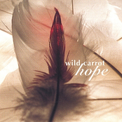 Wild Carrot: Hope