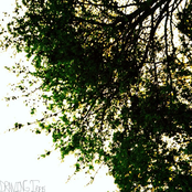 Wedlock - Single