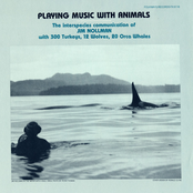 Playing Music with Animals: Interspecies Communication of Jim Nollman with 300 Turkeys, 12 W