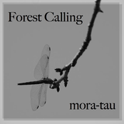 Forest Calling