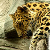 leopardals