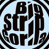 big strip gorila