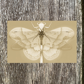 The Dragonfly & The Moth