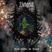 Birth Within the Thicket