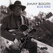 Blue Bird by Jimmy Rogers