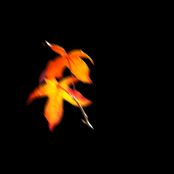 Autumn Leaves