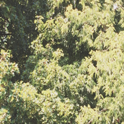 Sadness: Circle of Veins