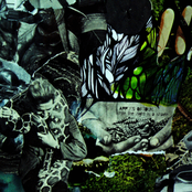 While The Night Is A Shade