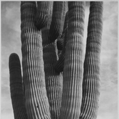 cacti