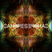 Strangers Glare by Canopies