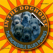 In The Doghouse
