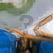 Hipster Indie Deth Song 2X99