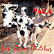 Vaca