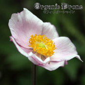 Organic Drone