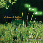 The Forest Marsh