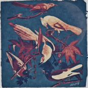 No Such Thing As Blue Birds