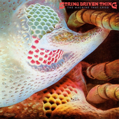 To See You by String Driven Thing