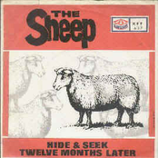 the sheep